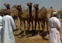 مزاينة الابل في ولاية الكامل والوافي