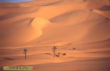 الشعر الشعبي: مخاوي البيدا يرثــــي نفسه للشاعر خليل مصطفى عفيفي