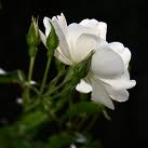 الصورة الرمزية زهرة النوير