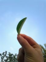 الصورة الرمزية يوسف الكمالي